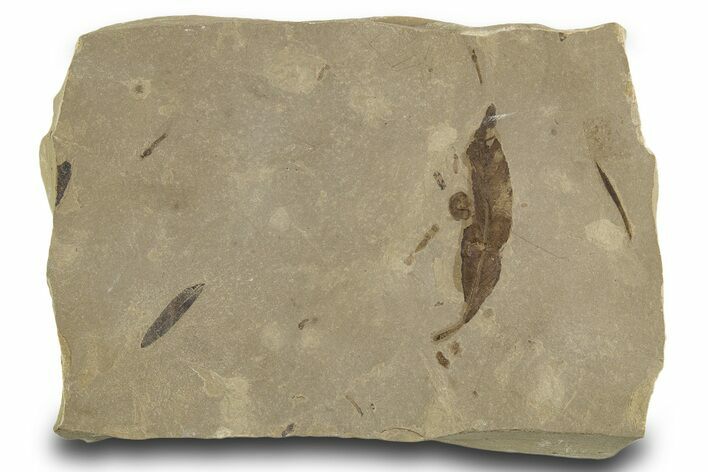 Fossil Leaves, Crane Fly, and Fly Plate - Utah #334205